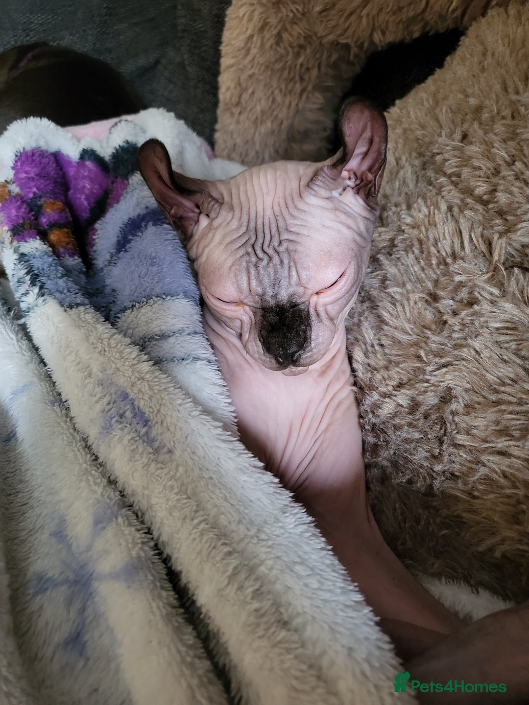 Sphynx cats for sale: 1 female 1 male sphynx kitten - Image 3