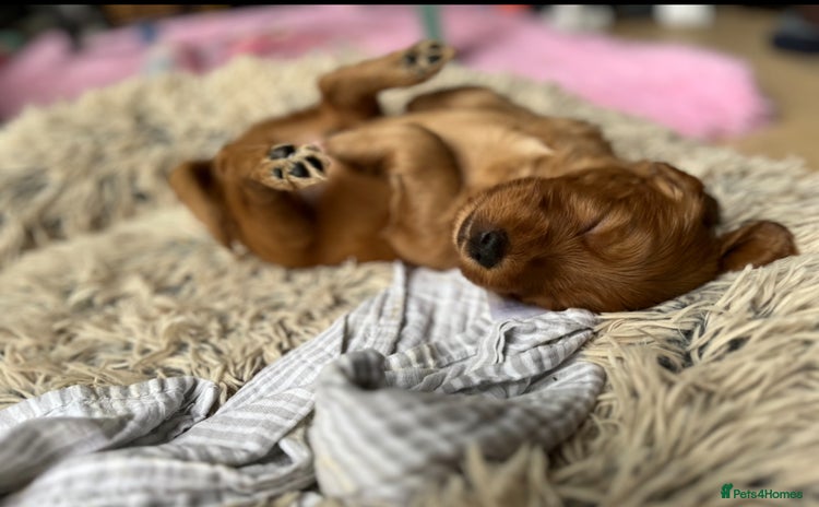 Mixed Breed dogs - Advert 4