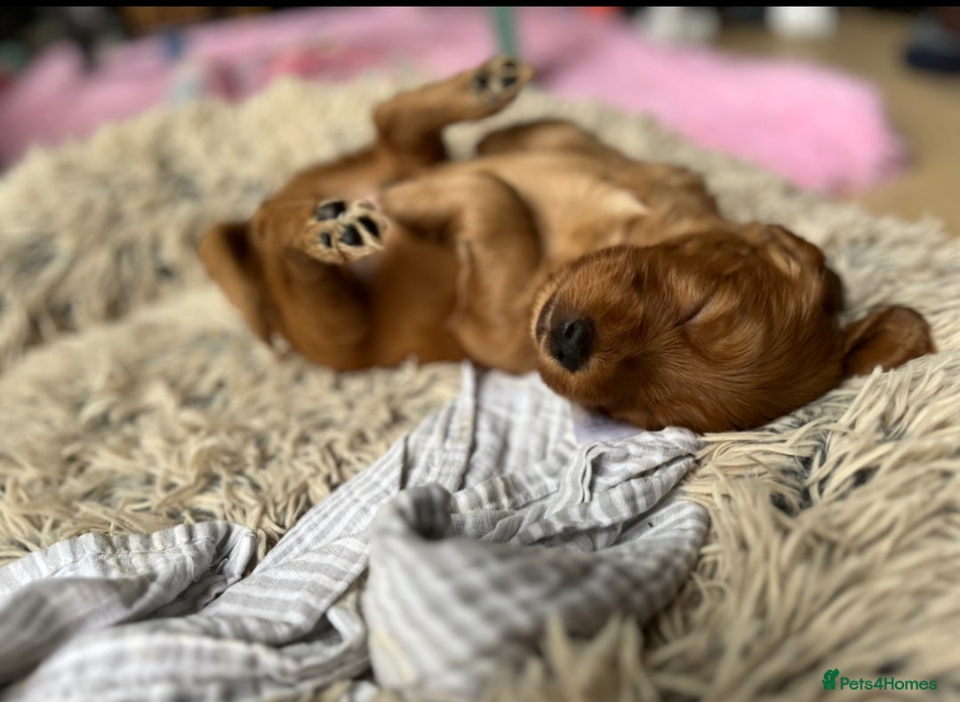 Mixed Breed dogs for sale: 1 female puppy left - Beautiful Goldendoodle cross - Image 2