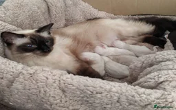 Ragdoll cats for sale: Beautiful blue lynx girlie.  - Image 17