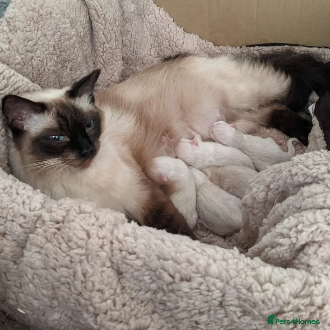 Ragdoll cats for sale: Beautiful blue lynx girlie.  - Image 17