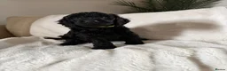 Mixed Breed dogs for sale: Cockerpoo x cavapoochon mix  in Deeside - Advert 2