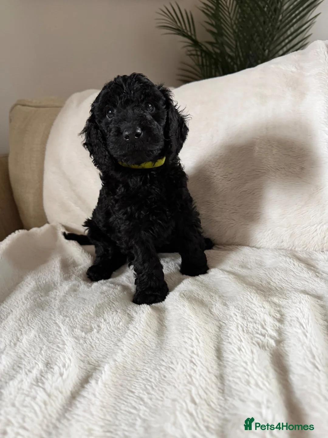 Mixed Breed dogs for sale: Cockerpoo x cavapoochon mix  in Deeside - Advert 2