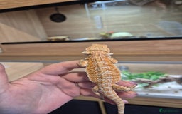 Bearded Dragon reptiles for sale: 🔥🔥🔥 BABY BEARDED DRAGONS 🔥🔥🔥 4 LEFT 🔥🔥 - Image 1