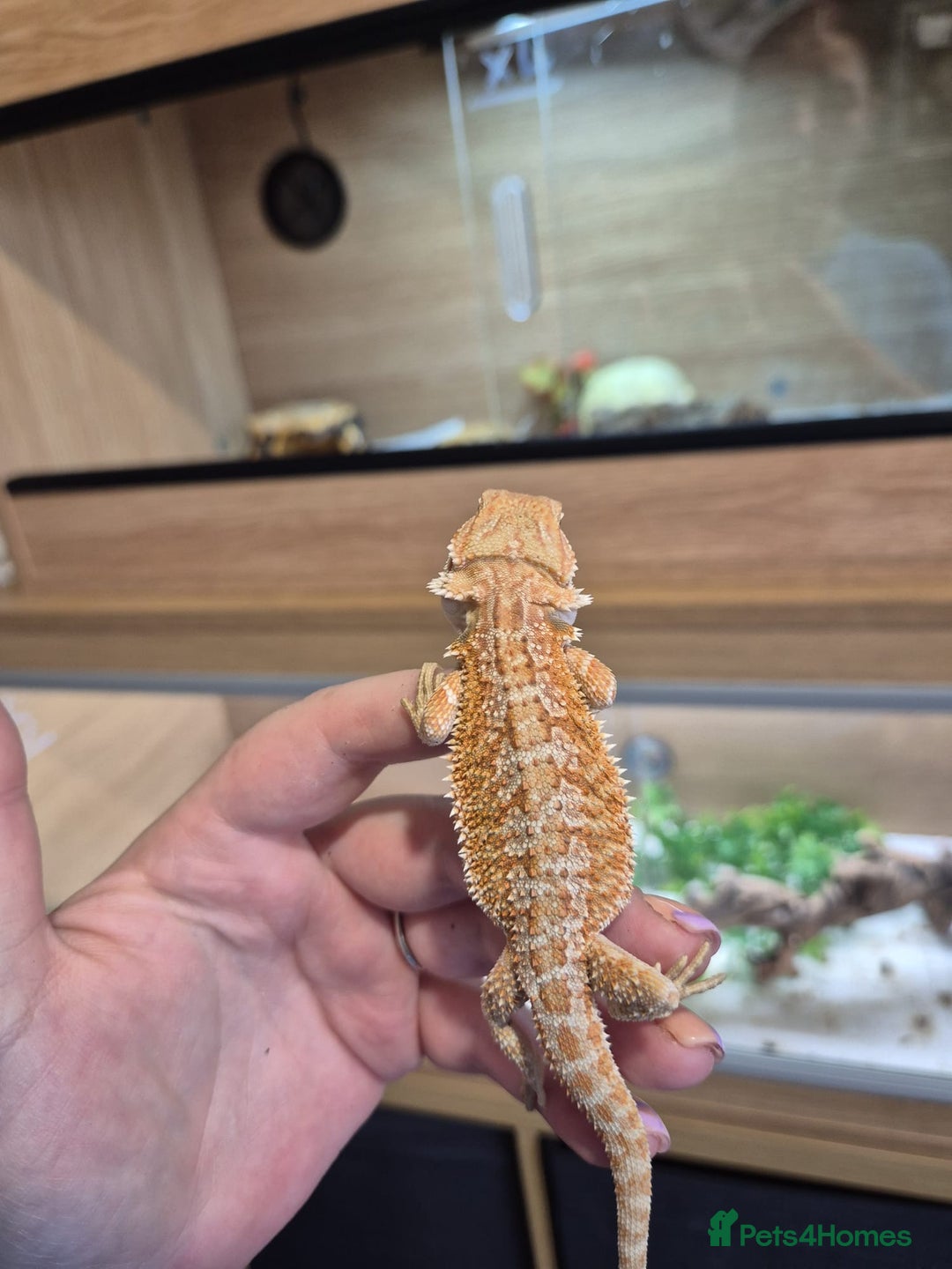 Bearded Dragon reptiles for sale: 🔥🔥🔥 BABY BEARDED DRAGONS 🔥🔥🔥 4 LEFT 🔥🔥 - Image 1
