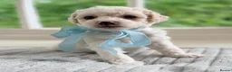 Mixed Breed dogs for sale: Stunning Shichon-poo teddies - Advert 16