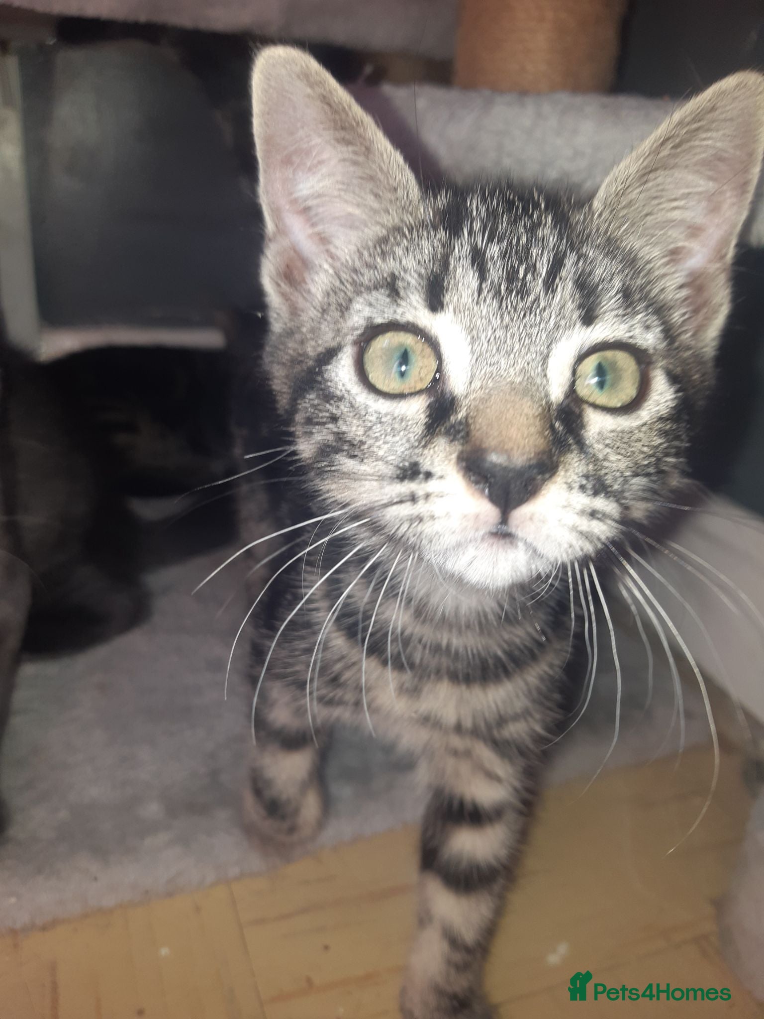 Mixed Breed cats Turtle shell 11 weeks old  - Advert 1