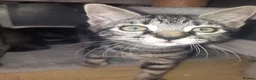 Mixed Breed cats for sale: Turtle shell 11 weeks old  in Grays - Advert 1