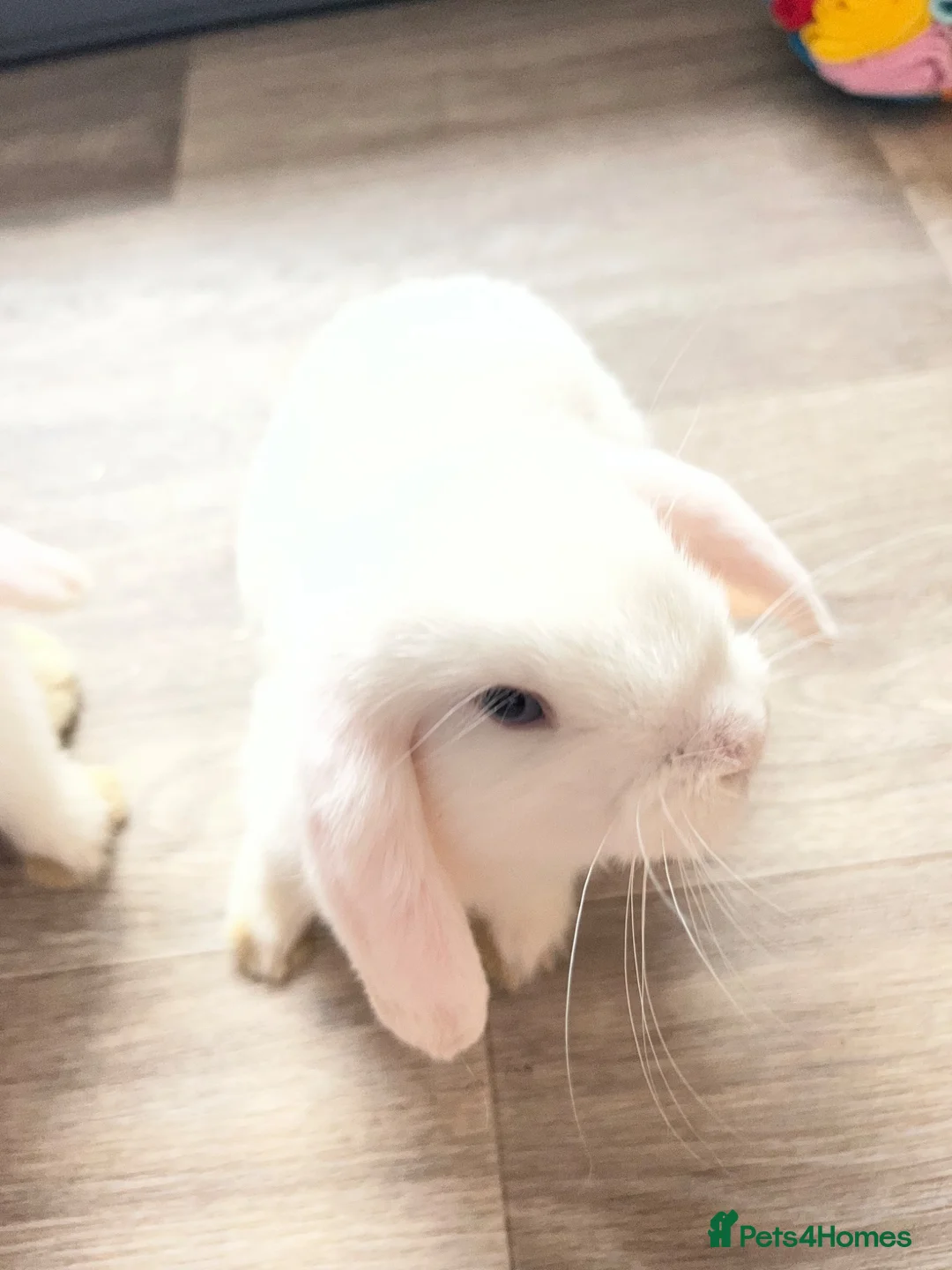 Mini Lop rabbits for sale: Two male rabbits - Advert 2