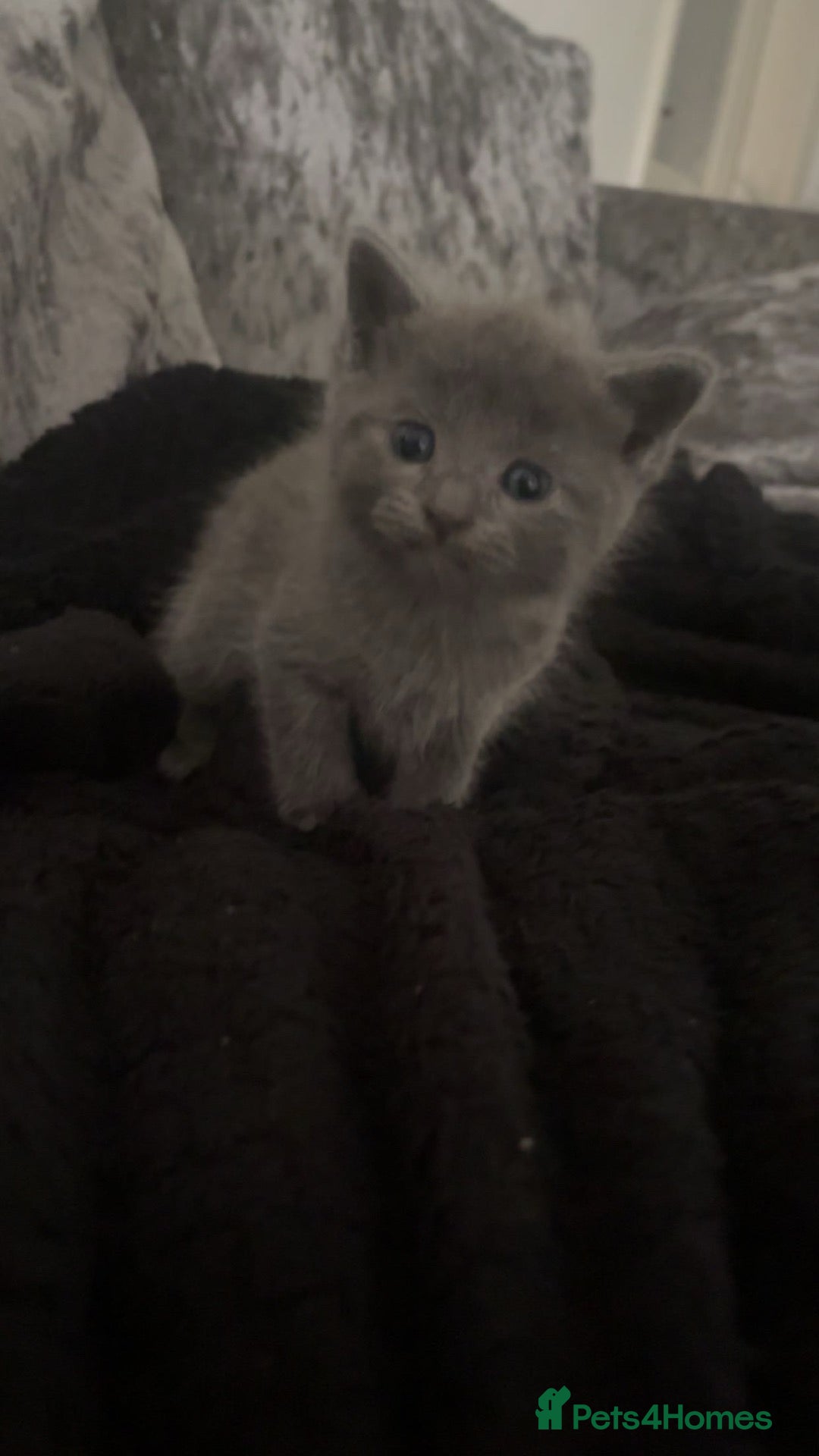 British Shorthair cats Beautiful kittens for sale  - Advert 5