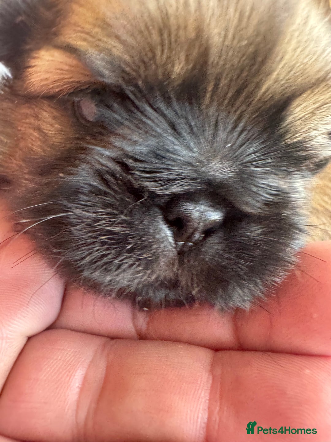 Shih Tzu dogs for sale: Beautiful Shih Tzu Pups - Image 9