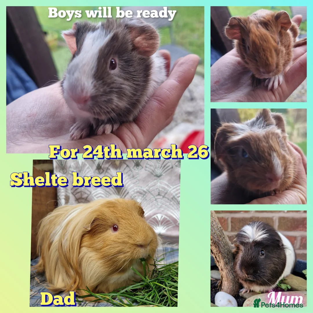 Guinea Pig rodents for sale: 3 handsome boys / ready 24th march 26 - Advert 8