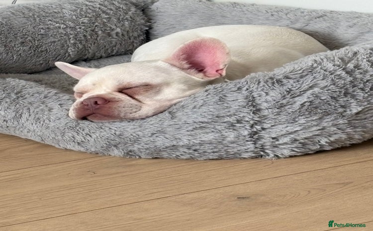 French Bulldog dogs - Advert 12