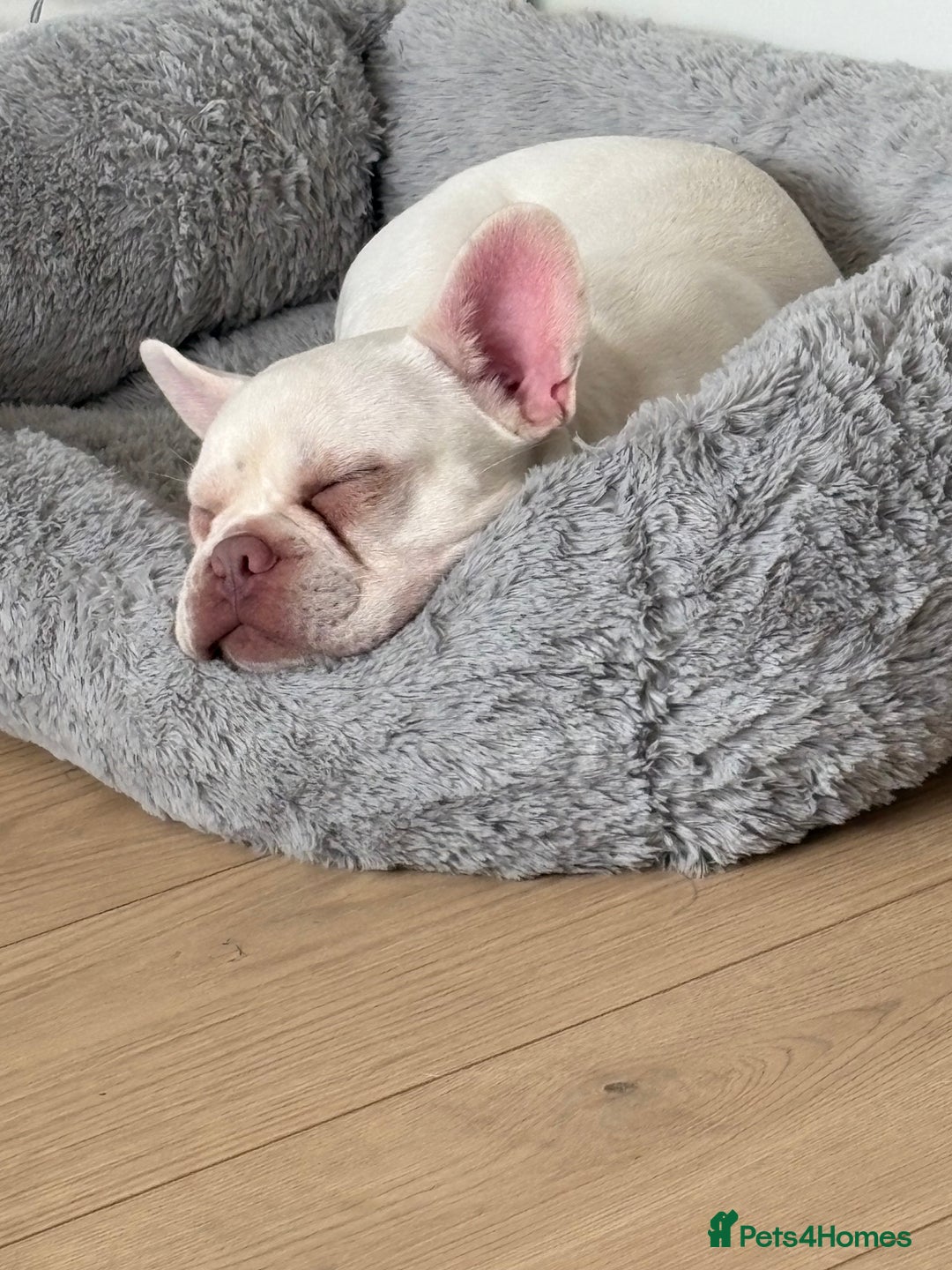 French Bulldog dogs for sale: 10 month old male French bulldog  - Image 1