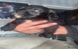 English Springer Spaniel dogs for sale: 2 beautiful english springer spaniels  - Image 2