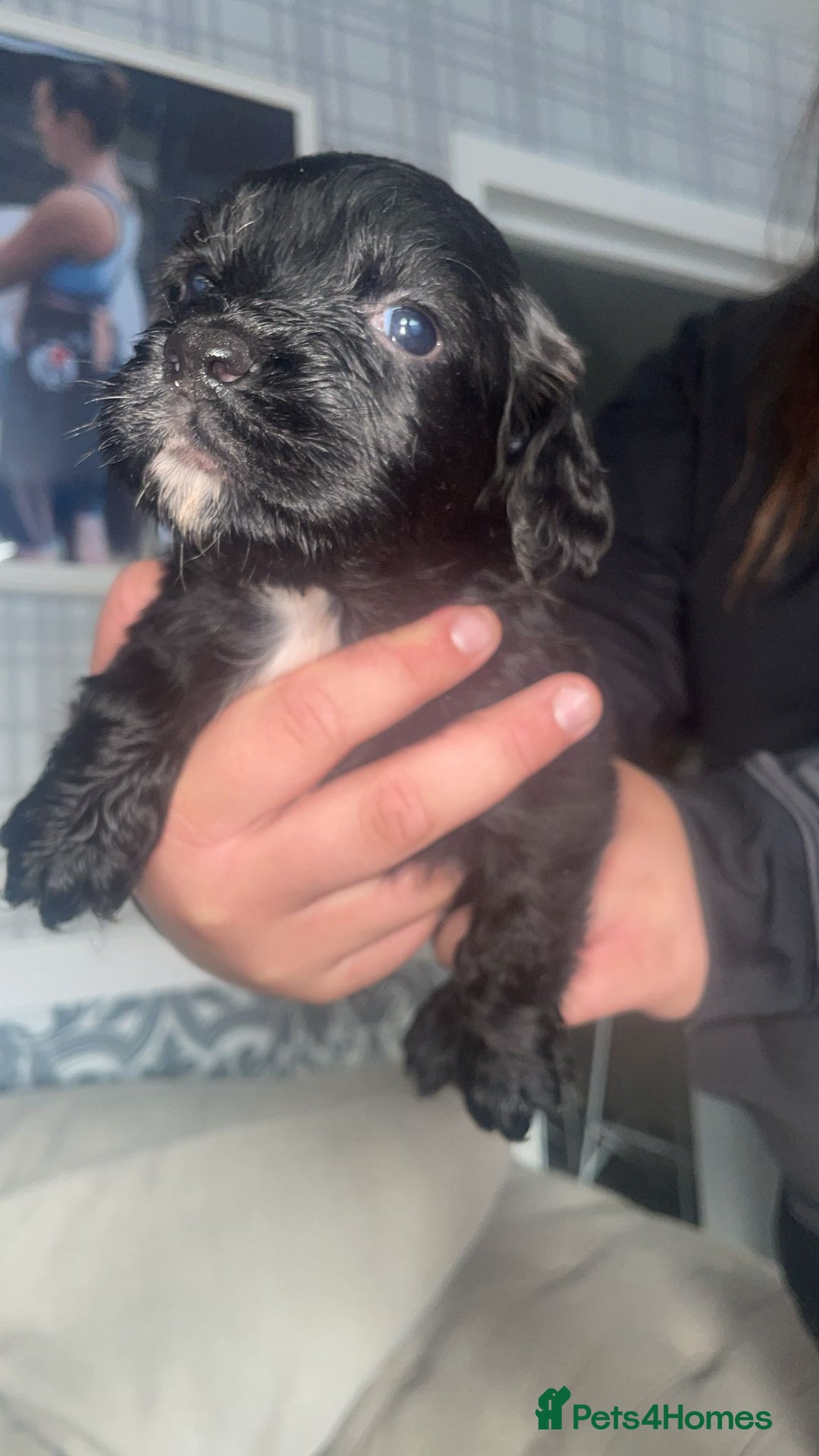 English Springer Spaniel dogs for sale: 2 beautiful english springer spaniels  - Image 2