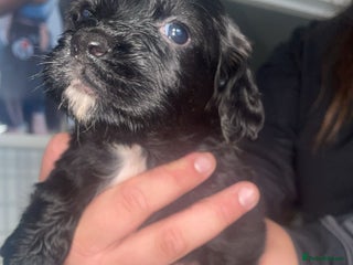 English Springer Spaniel dogs - Advert 2