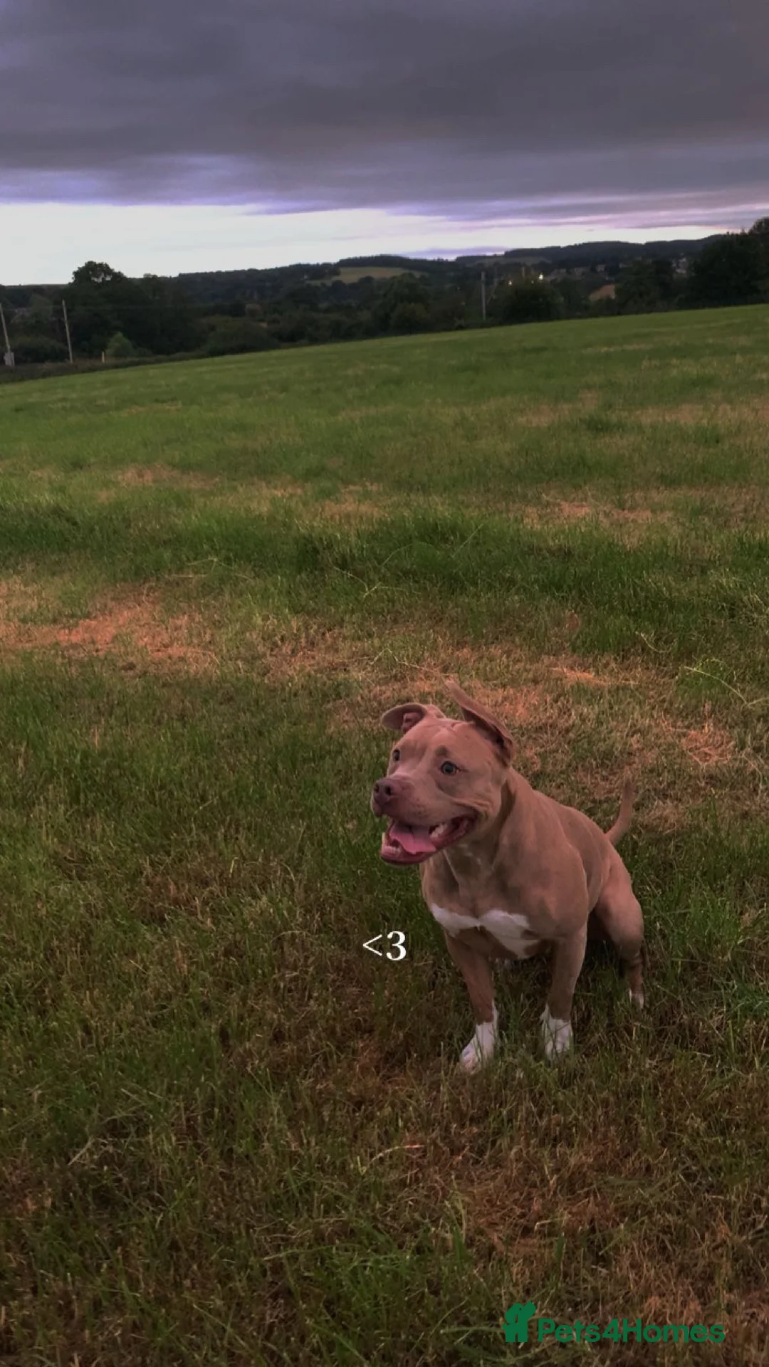 Mixed Breed dogs for sale: Lighting  - Advert 2