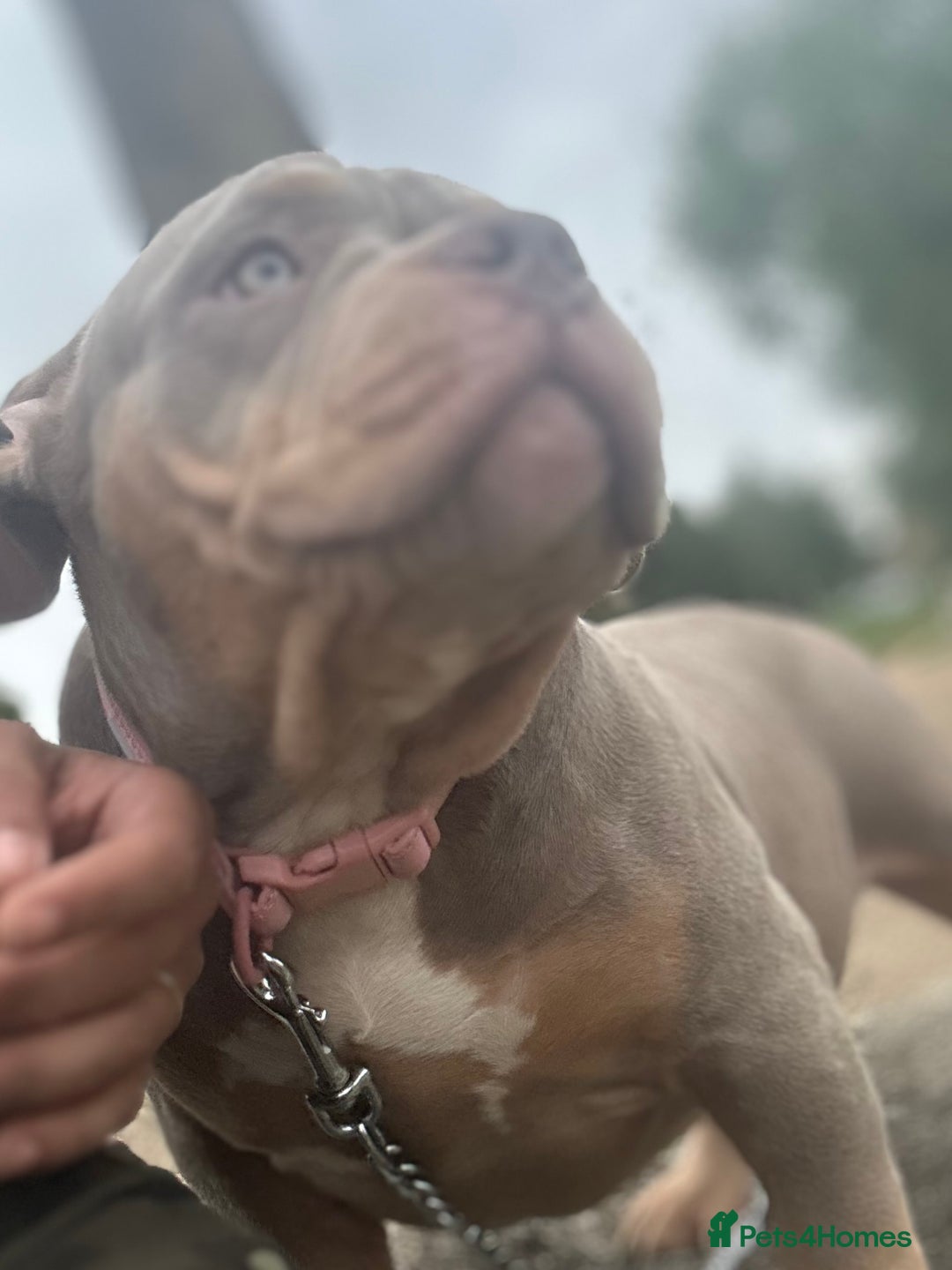 American Bully dogs for sale: Pocket Bully puppies - Lilac Ghost Tri  - Image 1