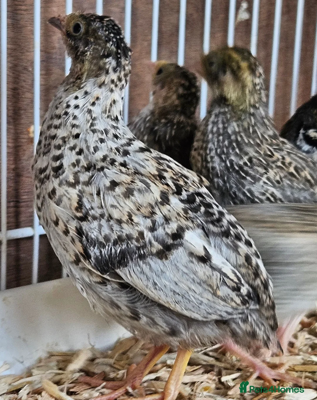 Quail poultry for sale: Chinese Painted Button Quail Groups  - Advert 1