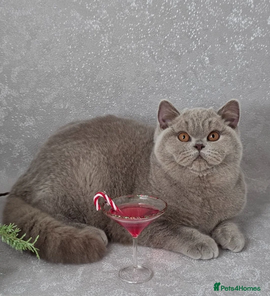 British Shorthair cats for sale: CHAMPION SIRED GCCF REG LILAC BSH FEMALE - Advert 2