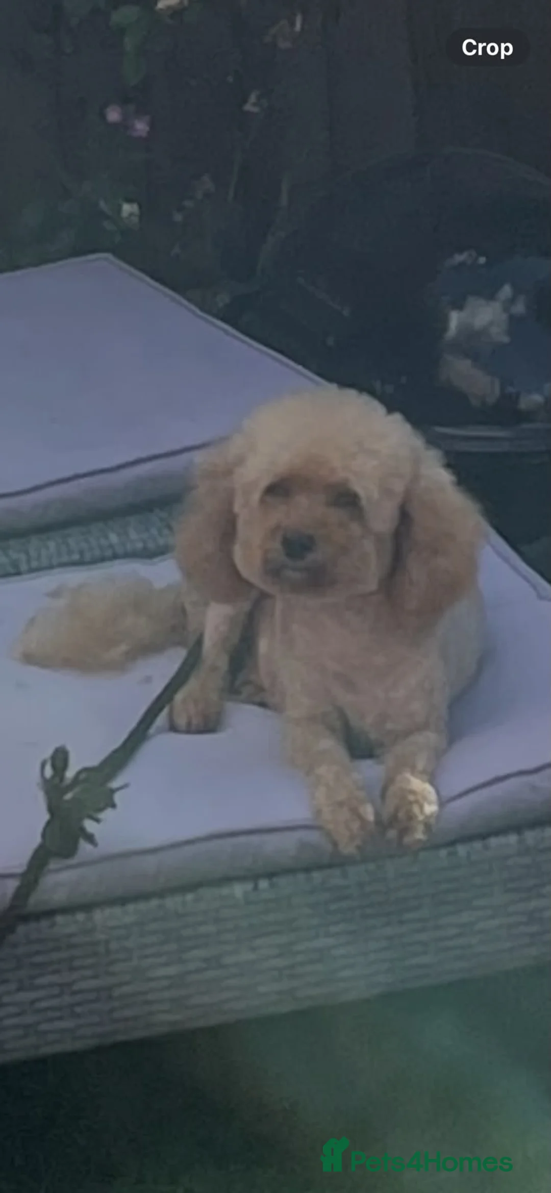 Cavapoo dogs for sale: F1B cavapoo puppies!! - Advert 2
