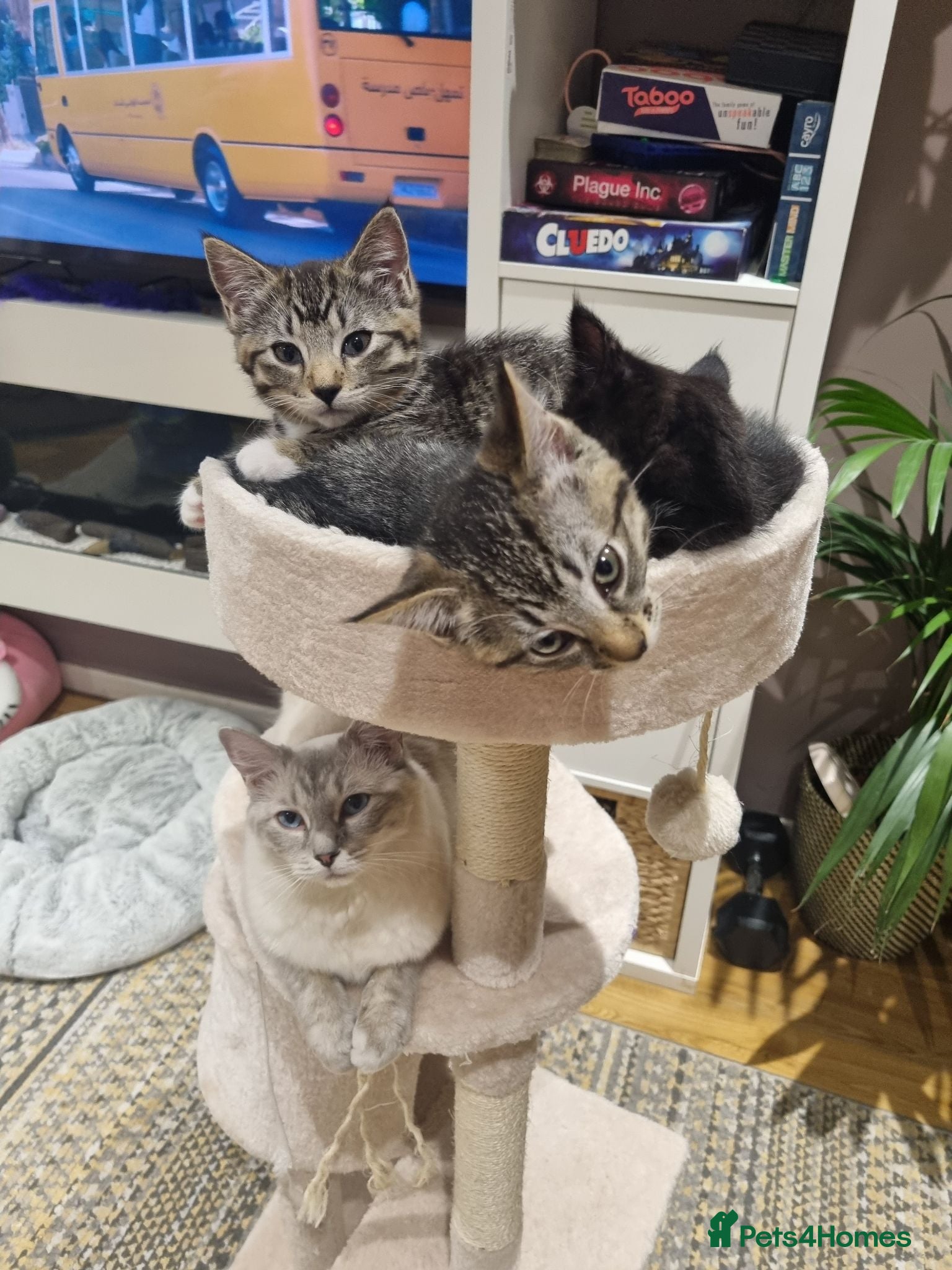 Mixed Breed cats Mixed Ragdoll kittens - Advert 1