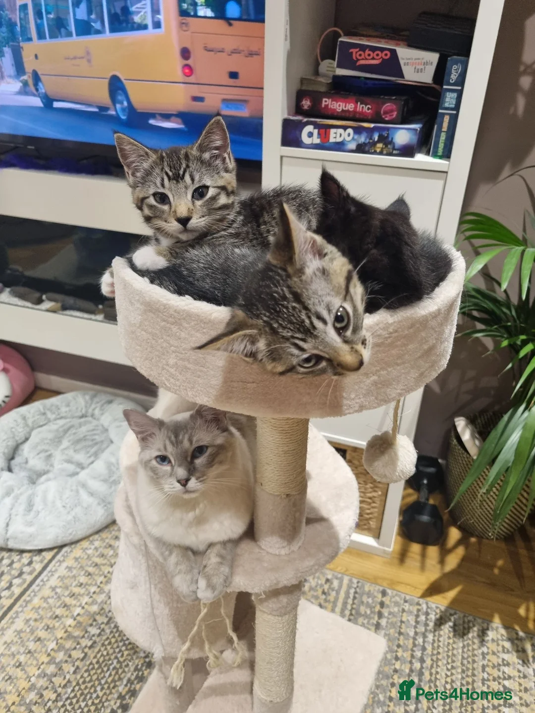 Mixed Breed cats for sale: Mixed Ragdoll kittens - Advert 1