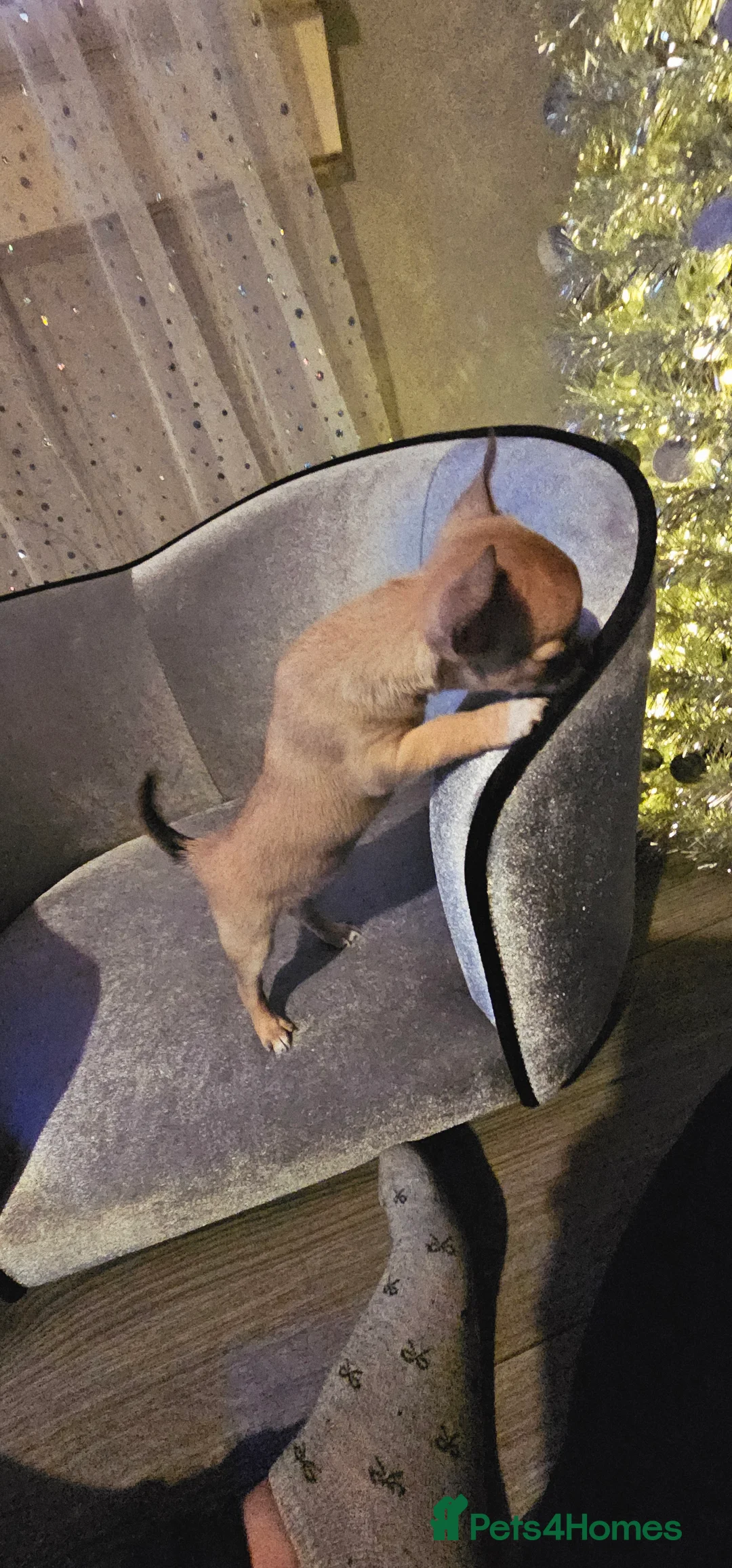 Chihuahua dogs for sale: Chiuahuah pups......lilac merle, fawn, white brown - Advert 20