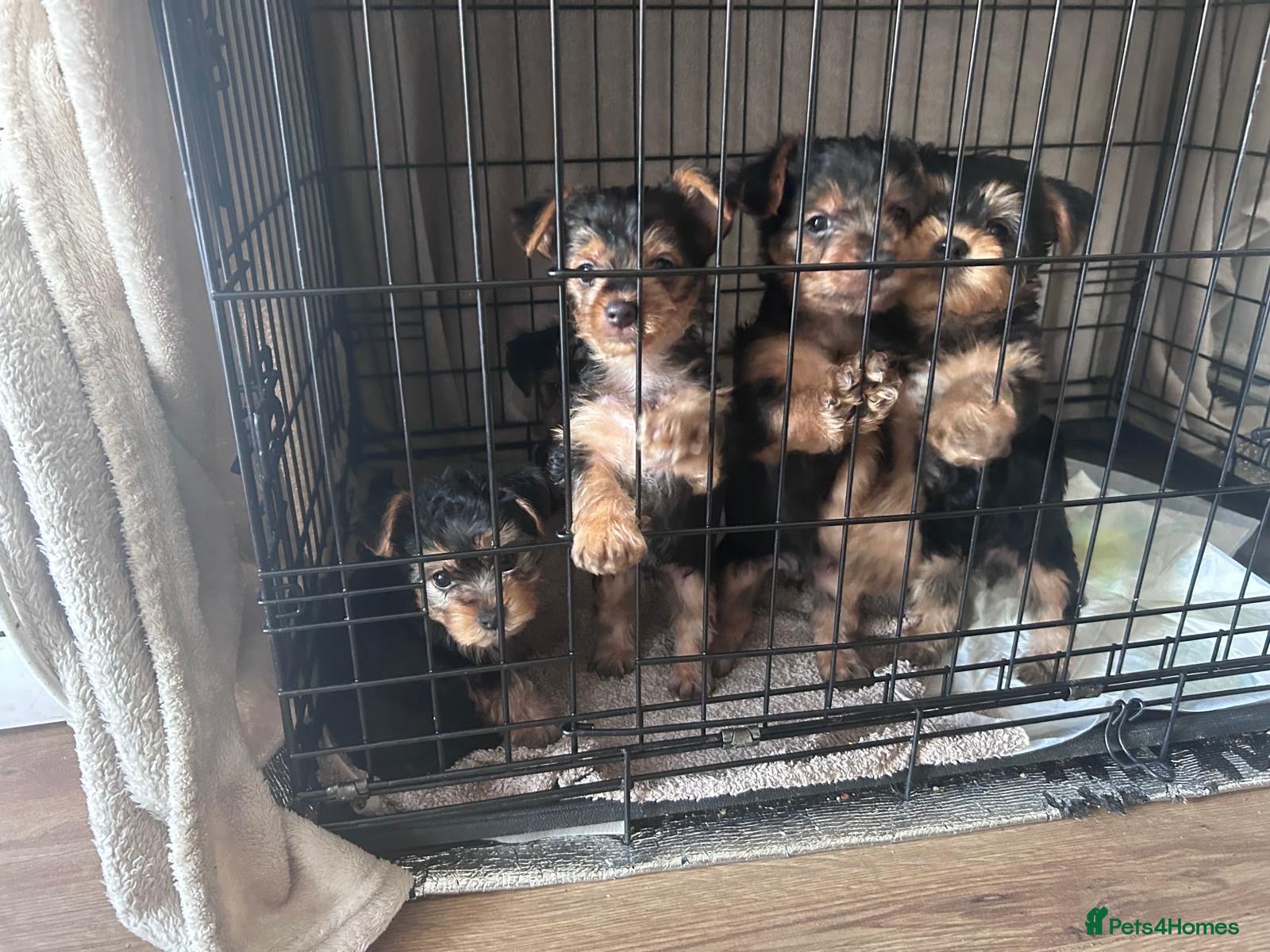 Yorkshire Terrier dogs Yorkshire terrier puppies  - Advert 10