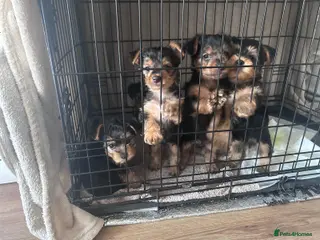 Yorkshire Terrier dogs Yorkshire terrier puppies - Advert 1