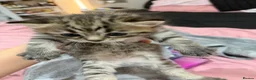 Mixed Breed cats for sale: Beautiful BSH × Siberian Kittens🤍 in Oldham - Advert 14