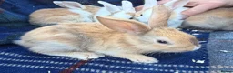 Mini Lop rabbits for sale: Mixed litter of lop x Dutch bunnies for sale - Advert 5