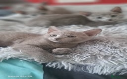 Russian Blue cats for sale: TICA Russian Blue Kittens Pedigree - Image 13