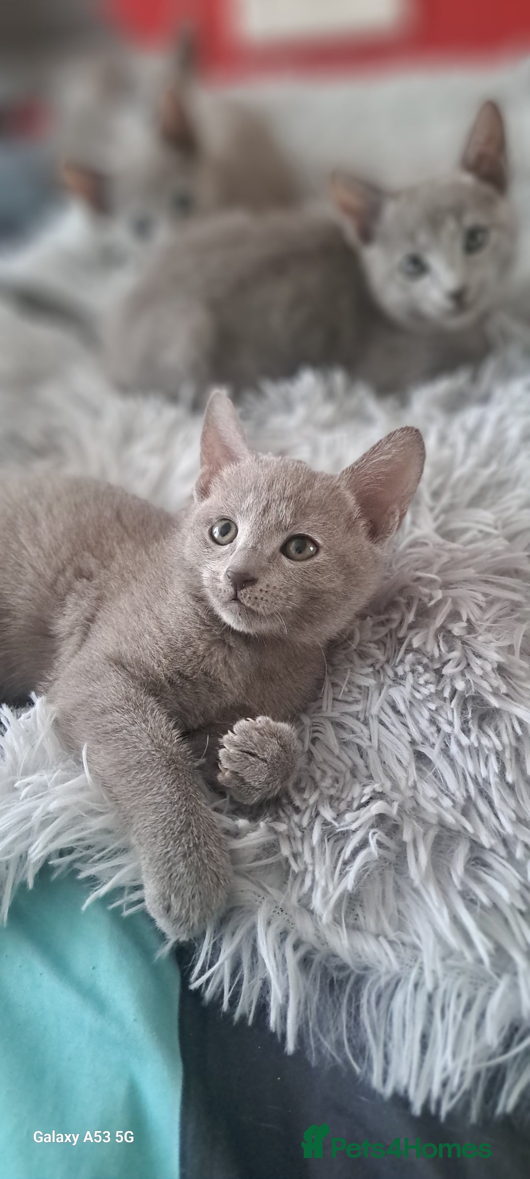 Russian Blue cats for sale: TICA Russian Blue Kittens Pedigree - Image 13