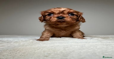 Cavalier King Charles Spaniel dogs - Advert 1