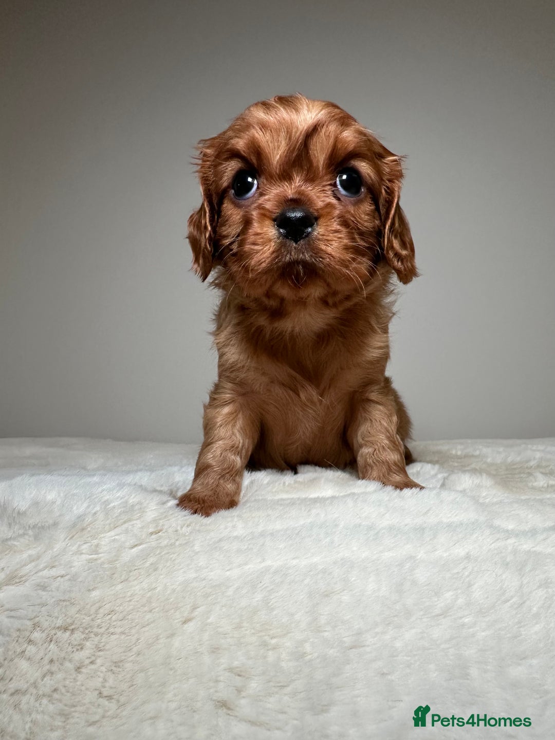 Cavalier King Charles Spaniel dogs for sale: Health Tested parents, Beautiful litter of CKCS - Image 7