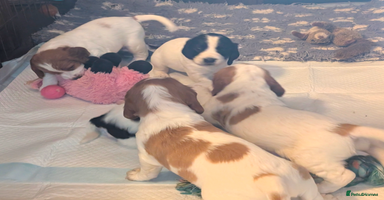 Cocker Spaniel dogs - Advert 4