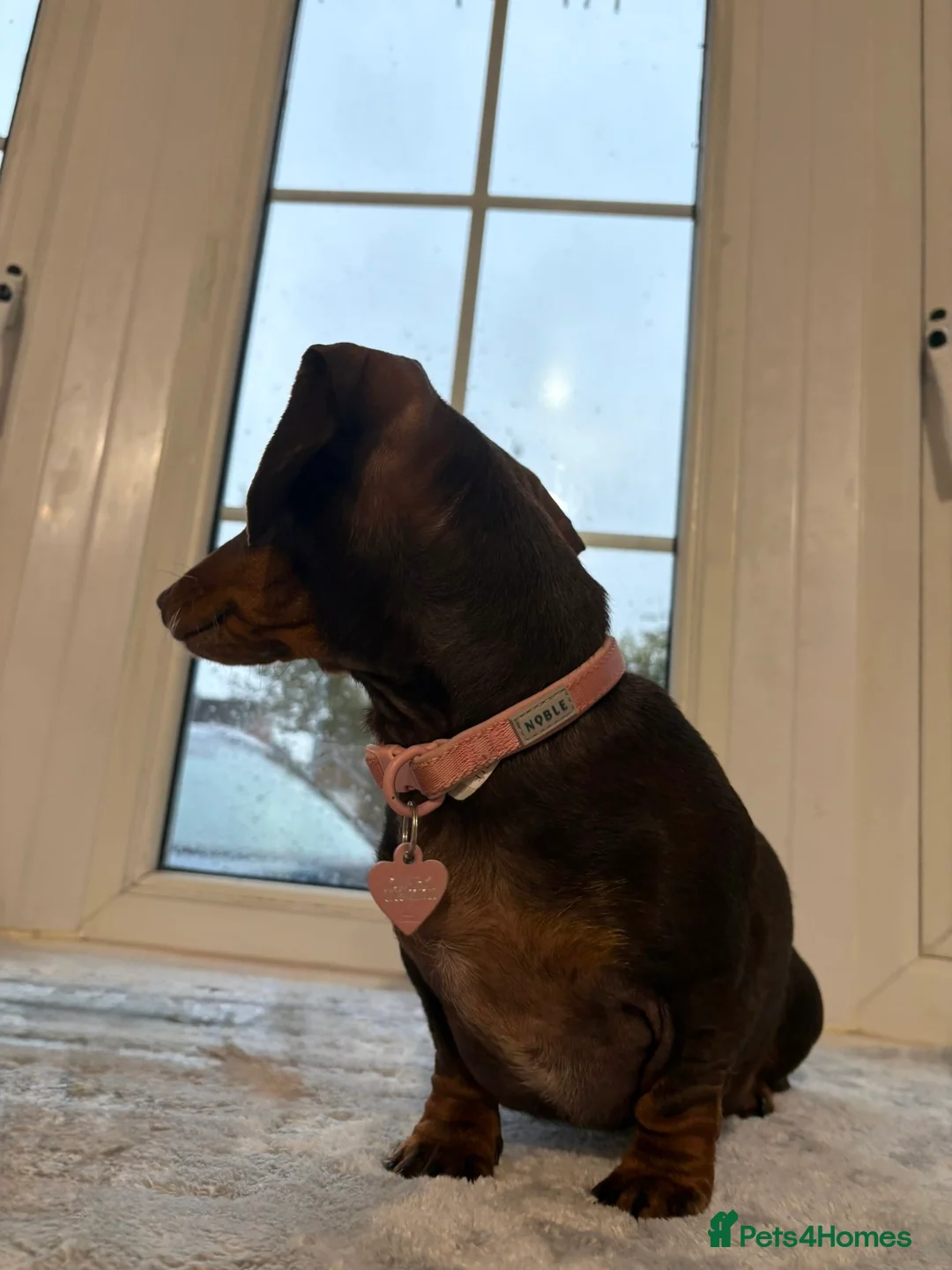 Miniature Dachshund dogs for sale: Lottie  - Advert 6