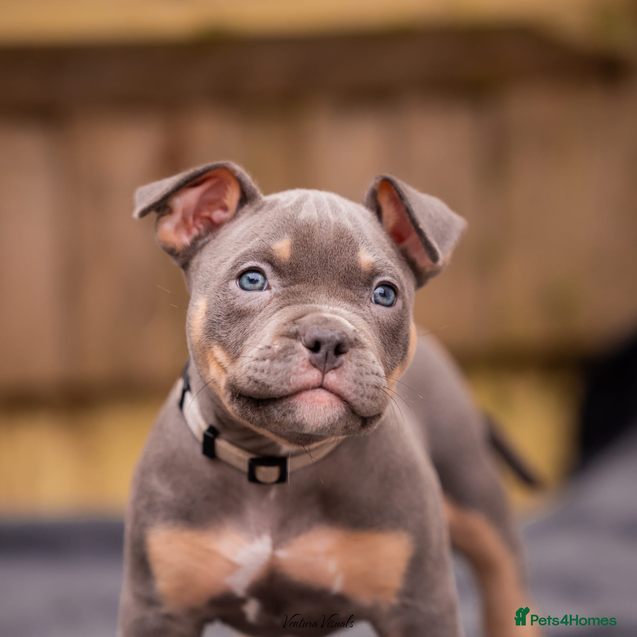 American Bully dogs for sale: American Bully Puppies - Advert 13