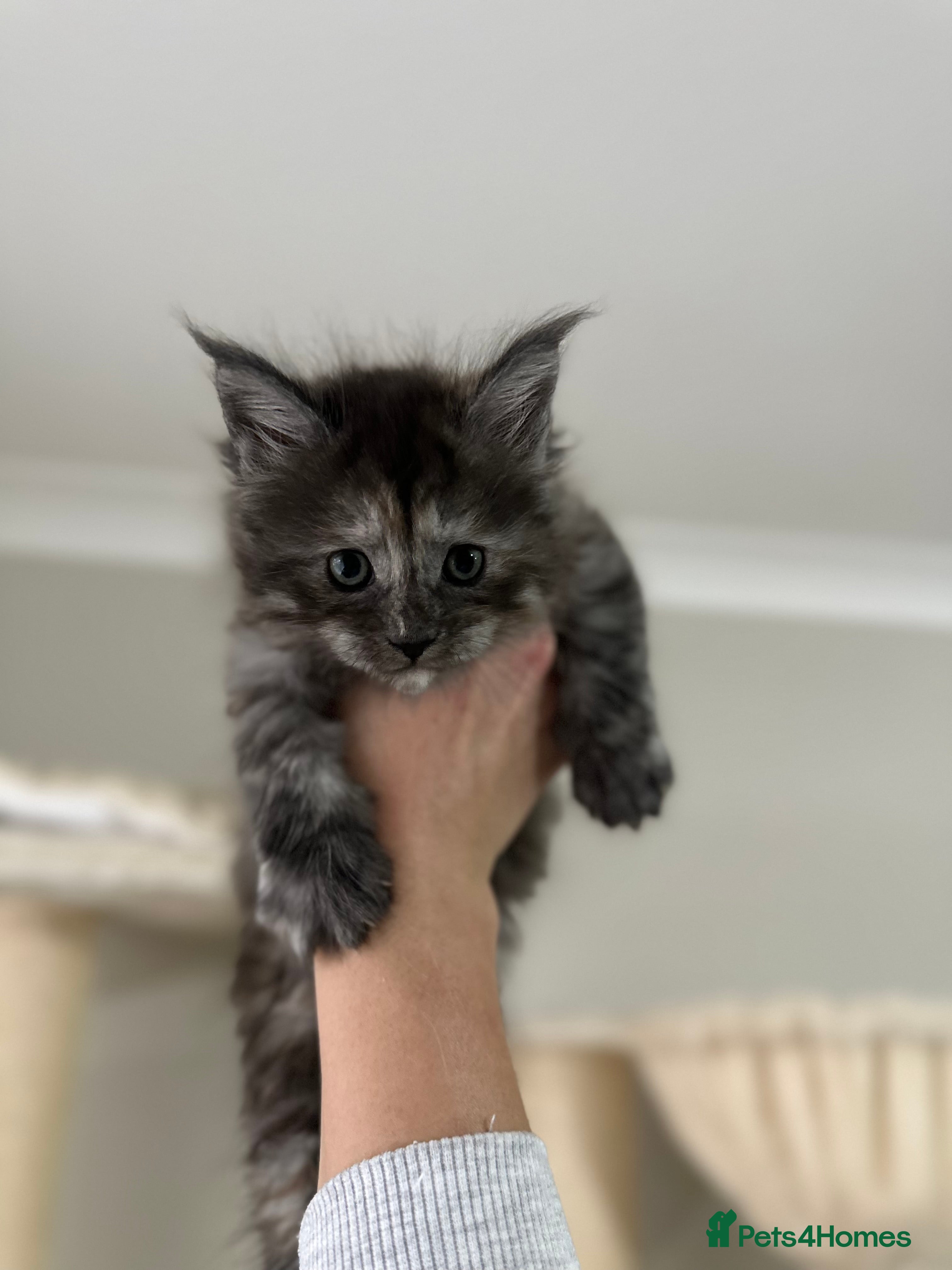 Maine Coon cats Stunning TICA Registered Maine Coon Kittens - Advert 4