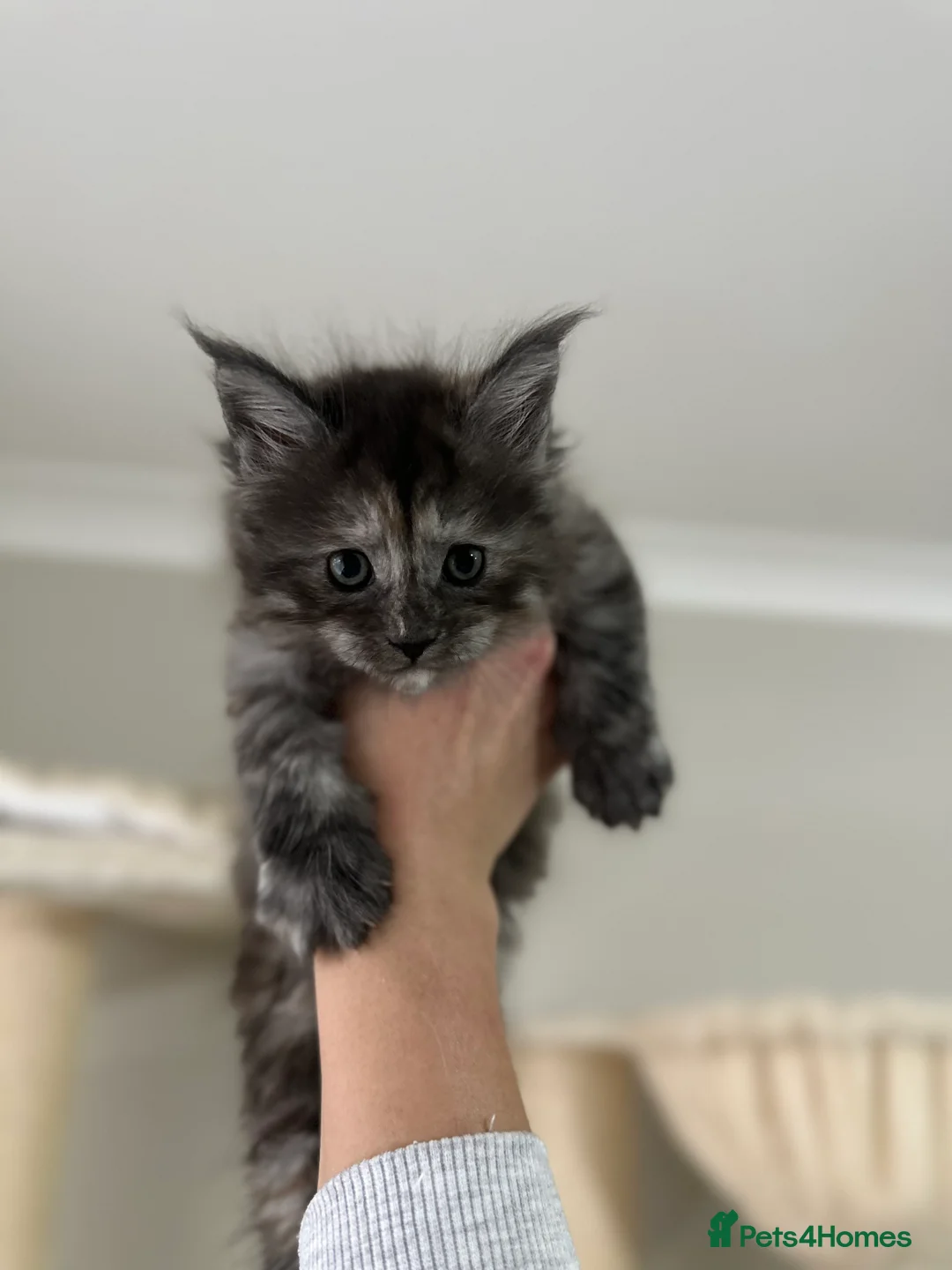 Maine Coon cats for sale: Stunning TICA Registered Maine Coon Kittens - Advert 1