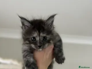 Maine Coon cats Stunning TICA Registered Maine Coon Kittens - Advert 4