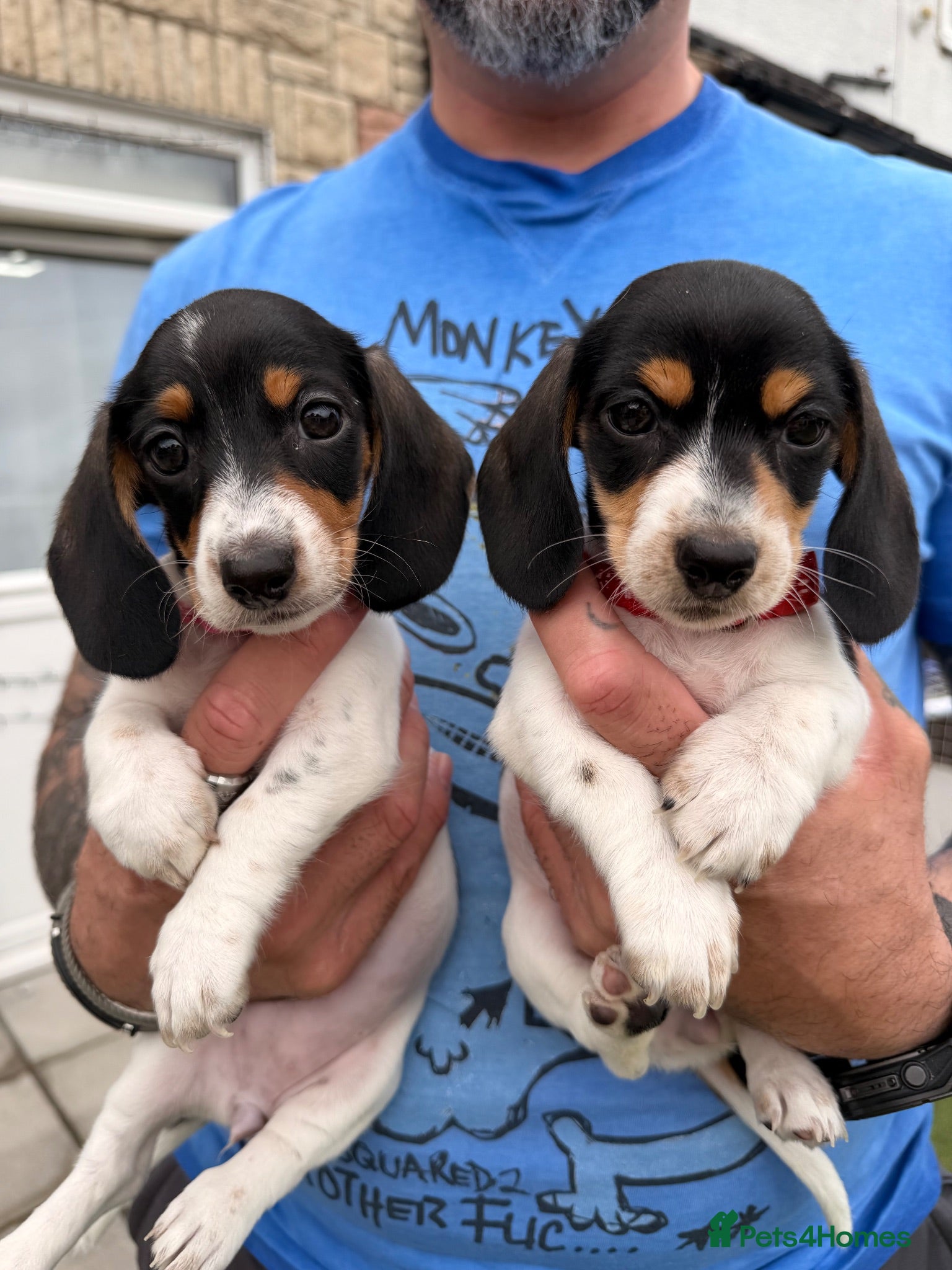 Dachshund dogs 4 adorable small dachshund girls available  - Advert 1