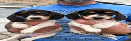 Dachshund dogs for sale: 4 adorable small dachshund girls available  - Advert 14