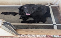 Cocker Spaniel dogs for sale: Beautiful black working cocker spaniel puppies  - Image 2