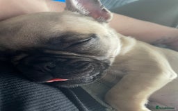 Frug dogs for sale: 10 week old puppy for sale - Image 5