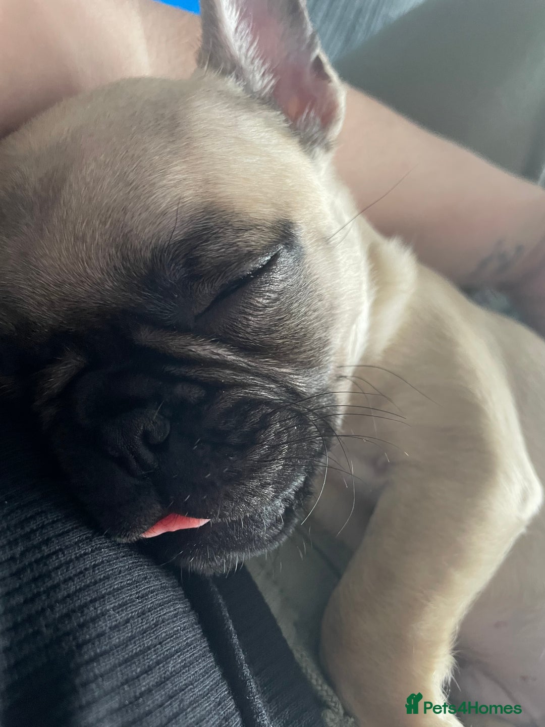 Frug dogs for sale: 10 week old puppy for sale - Image 5