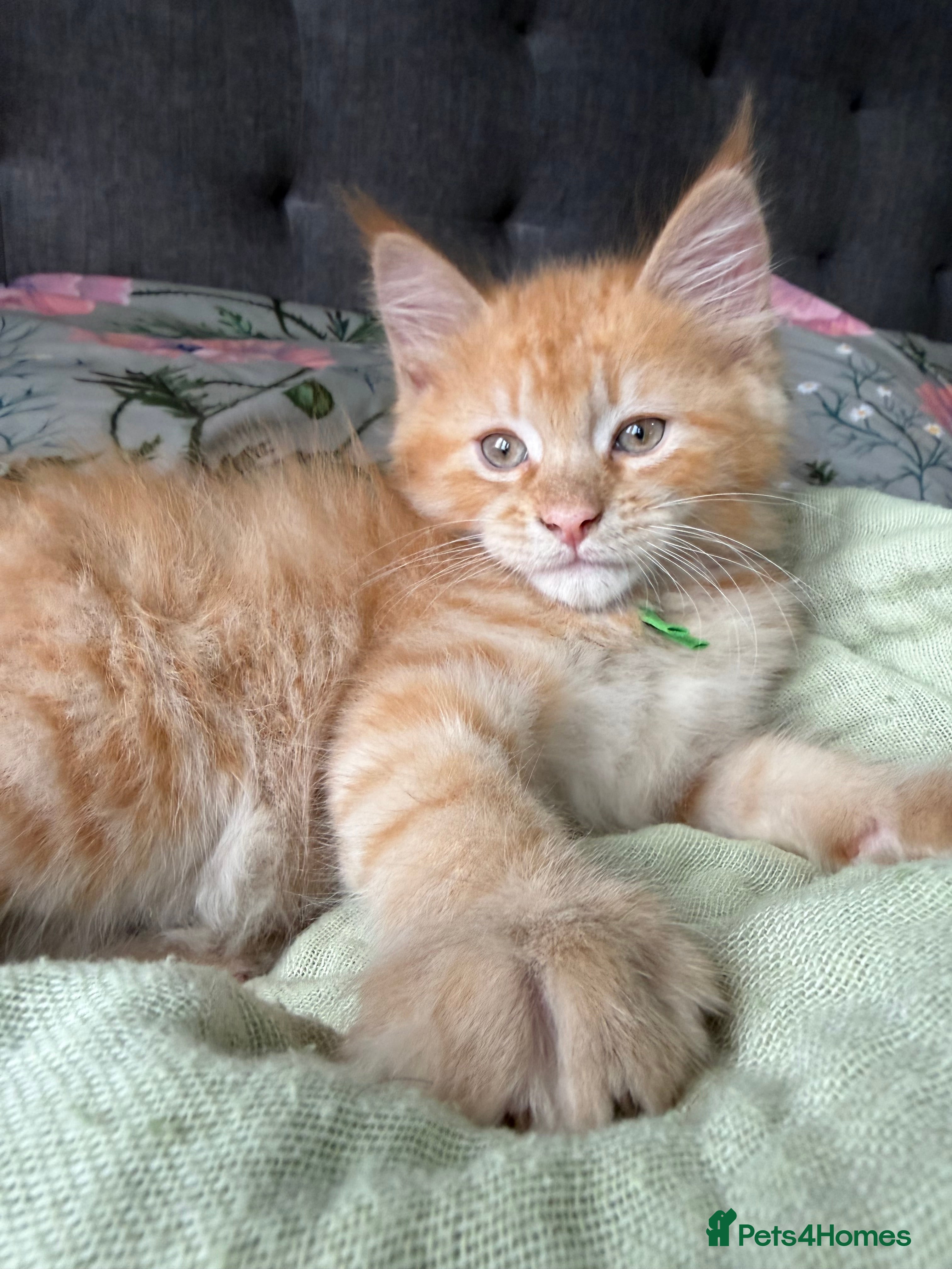 Maine Coon cats 7 mainecoon cross kittens - Advert 2