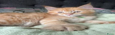 Maine Coon cross Green